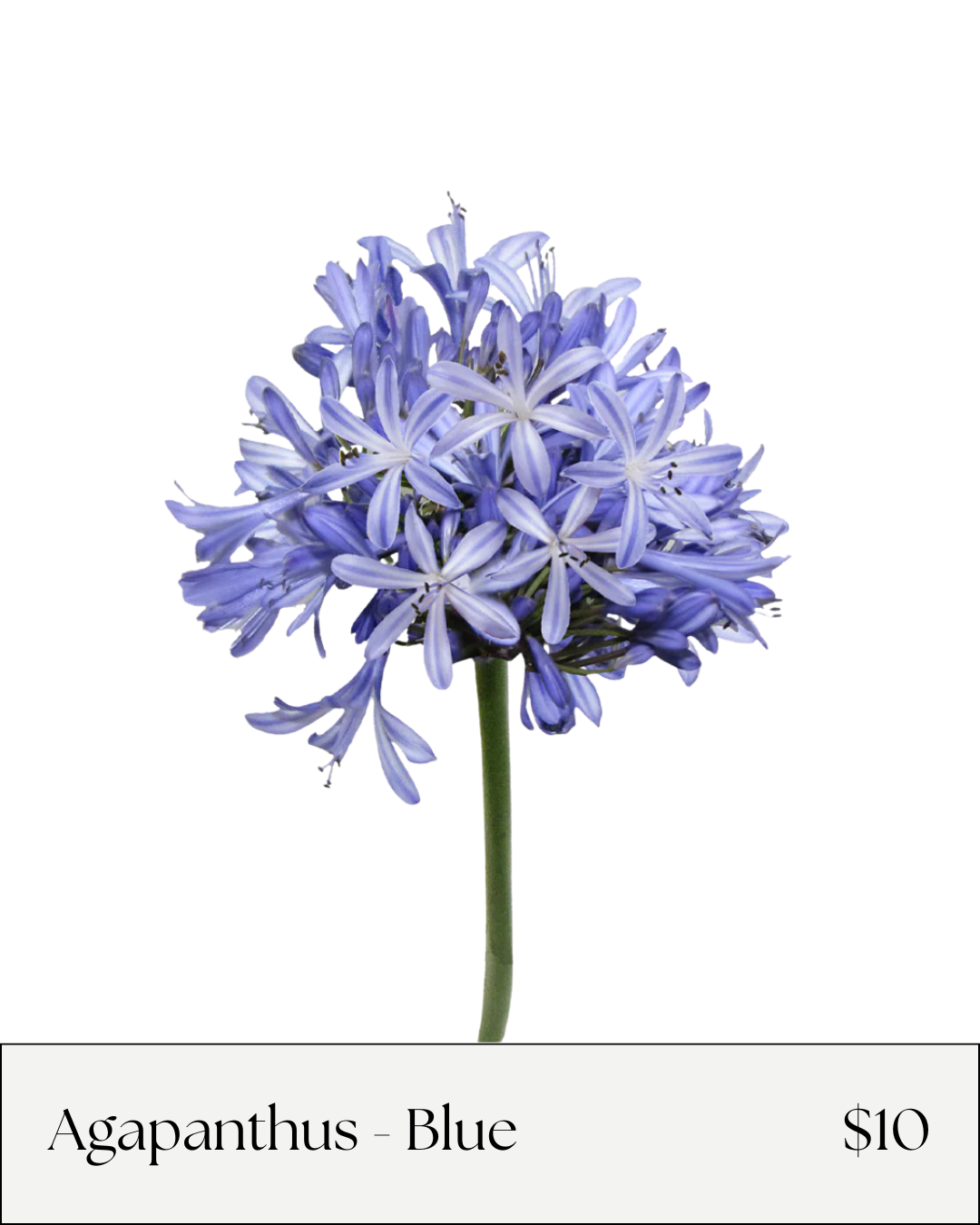 agapanthus blue.png