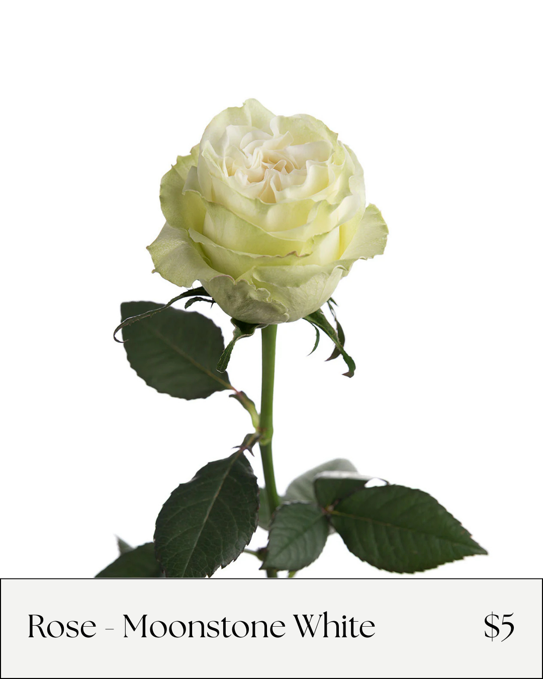 rose moonstone white.png