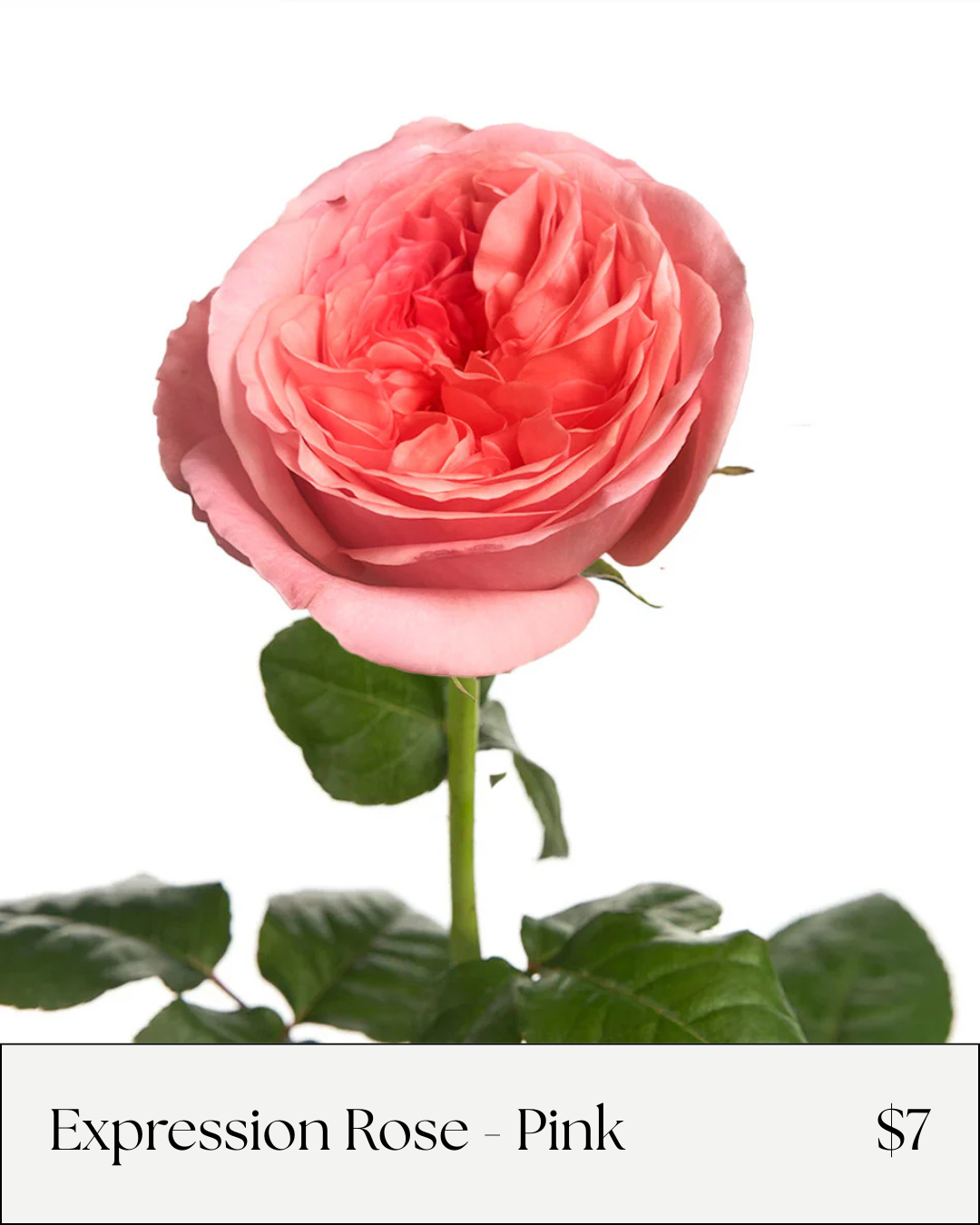 Expression Rose - Light Pink.png