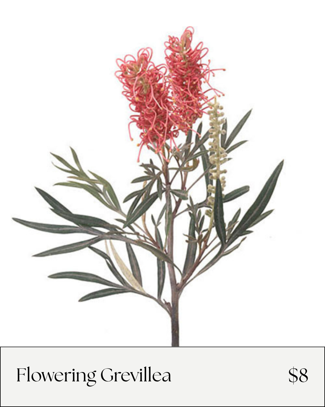 Flowering Grevillea.png