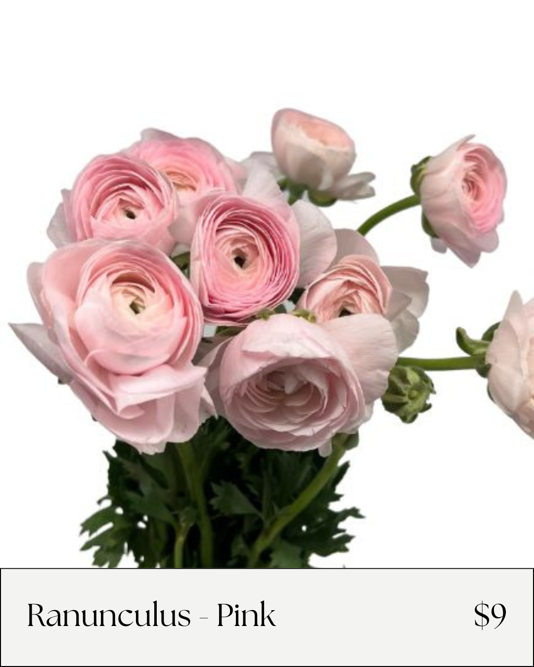 Light Pink Ranunculus.png