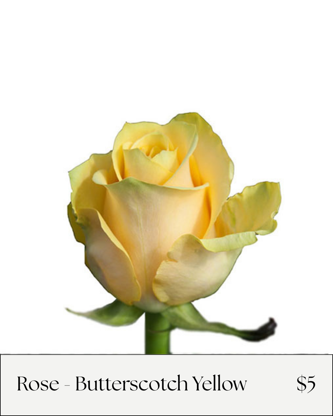 Butterscotch Rose.png
