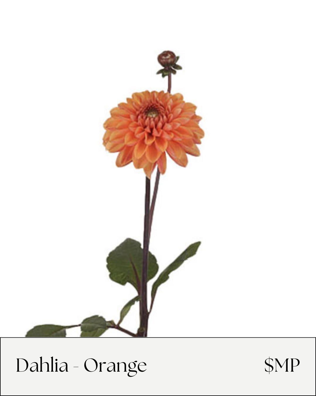 Dahlia Orange.png