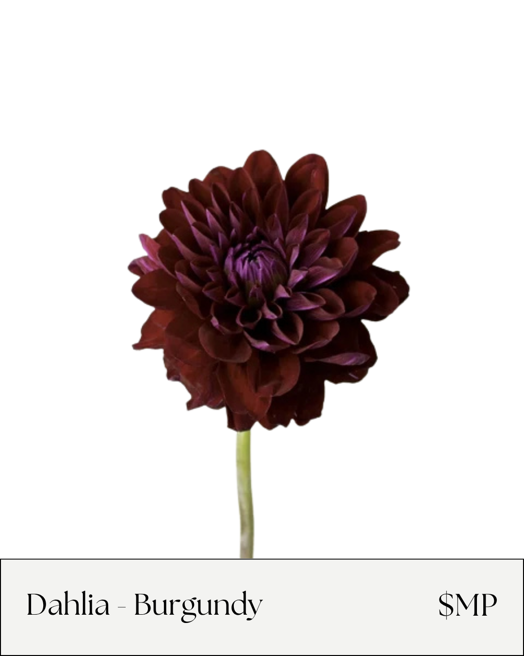 Dahlia Burgundy.png