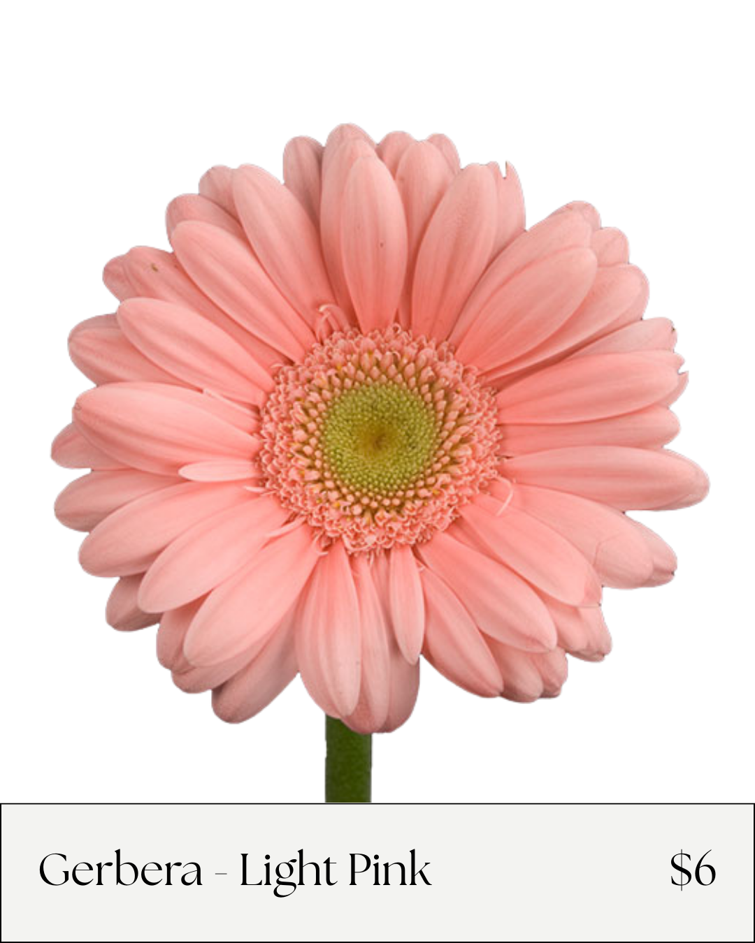 Gerbera light pink.png