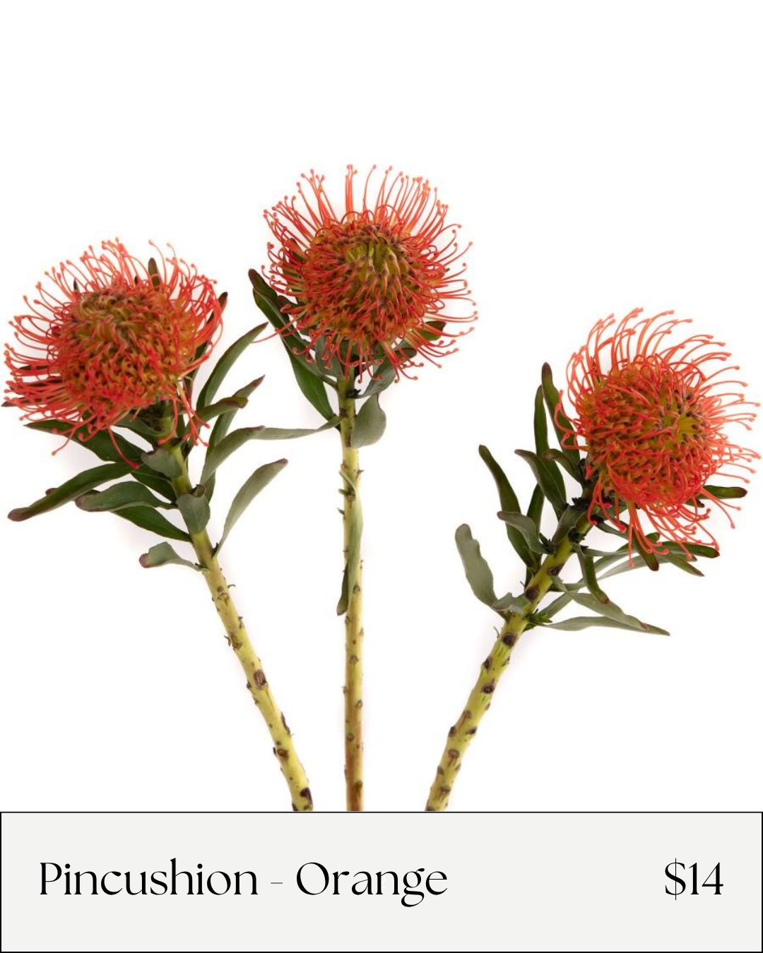 Pincushion.png