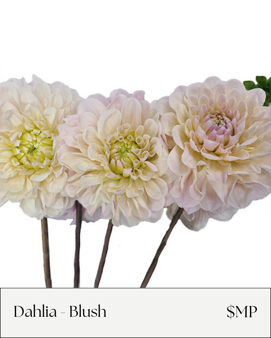 Dahlia Blush.png