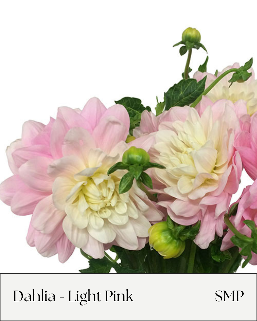 Dahlia Pink.png
