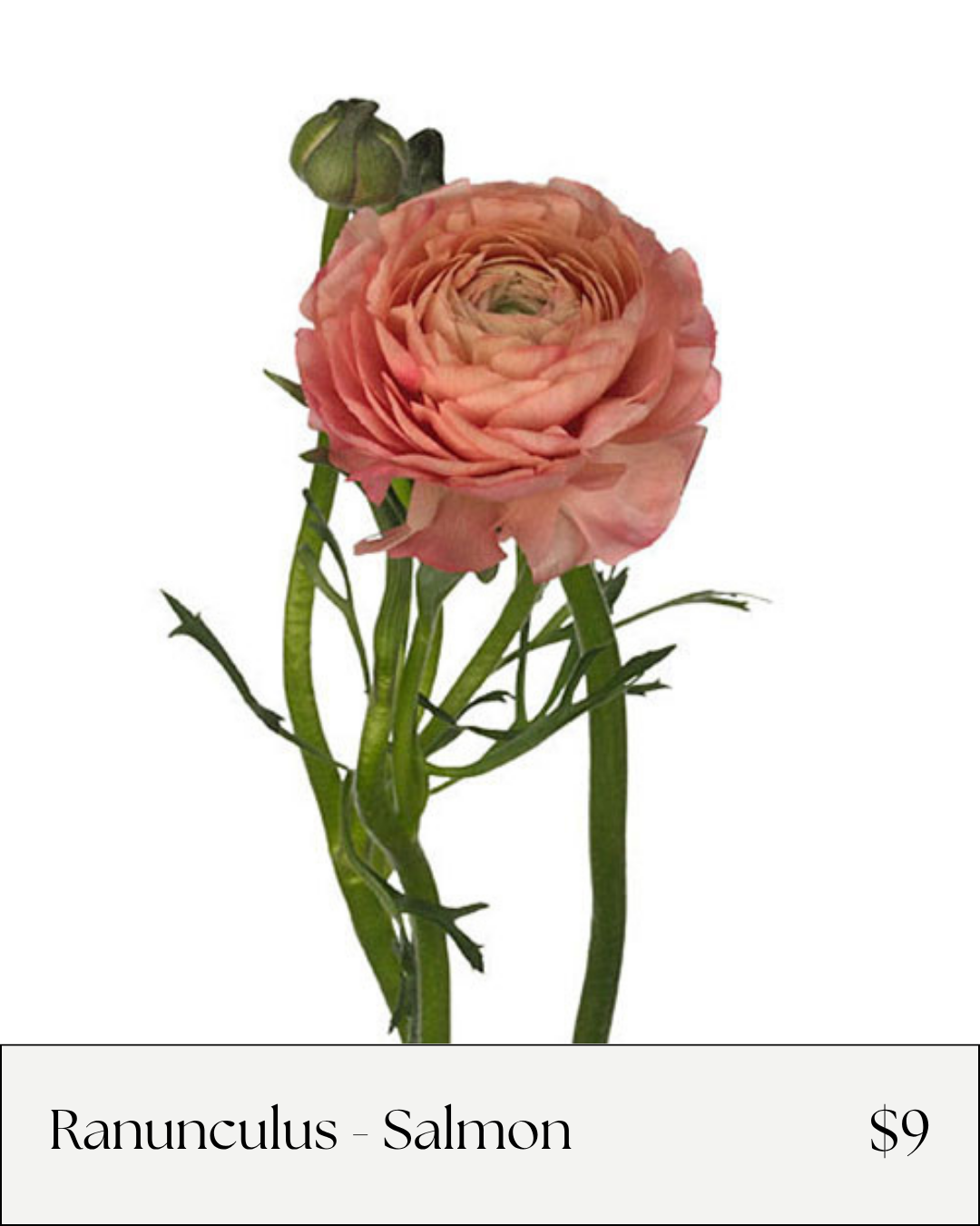 Ranunculus salmon.png