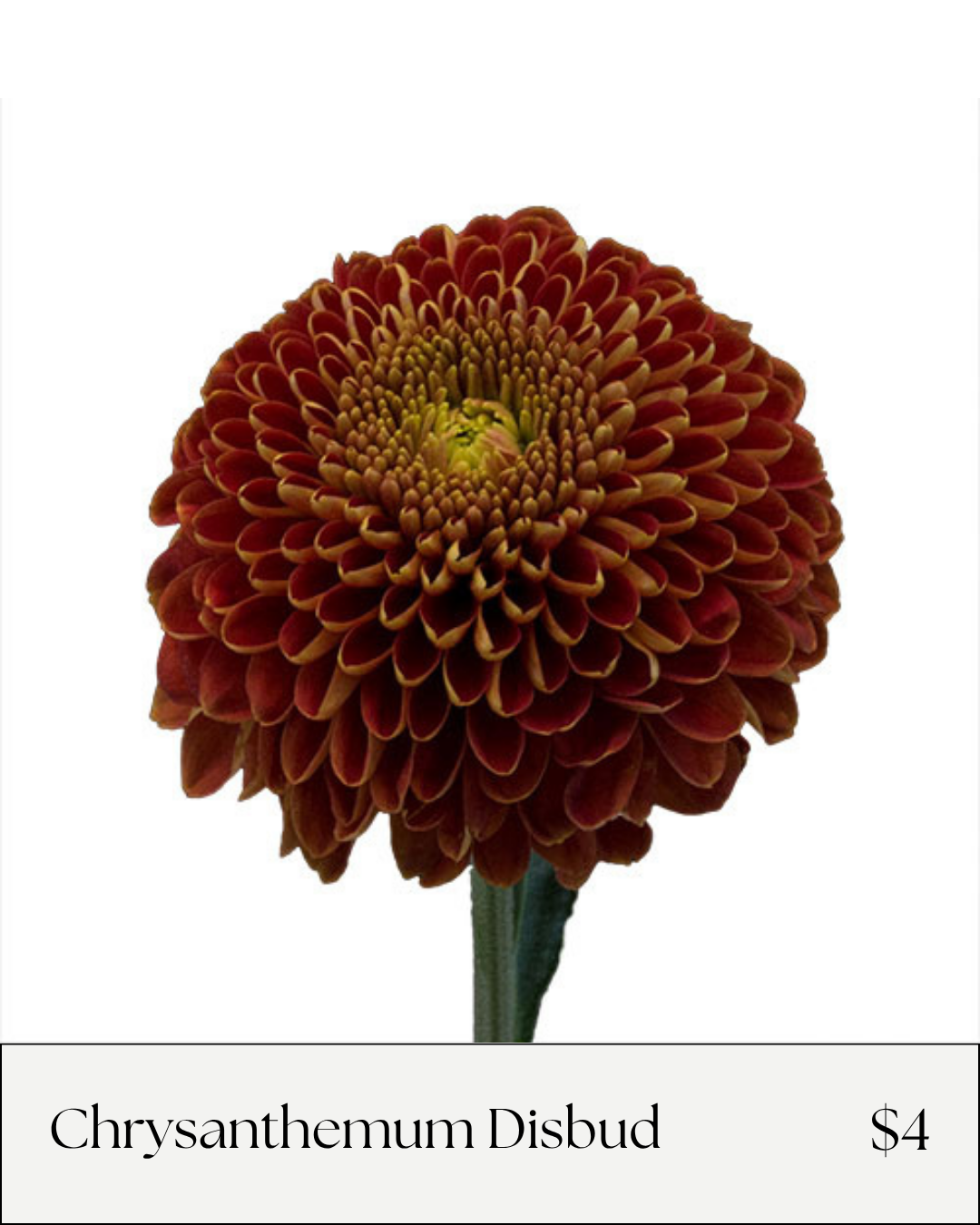 Chrysanthemum Disbud.png