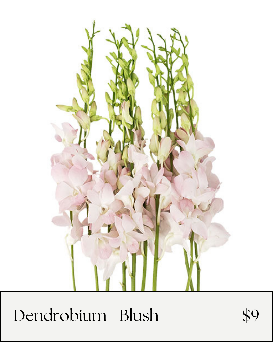 dendrobium blush.png