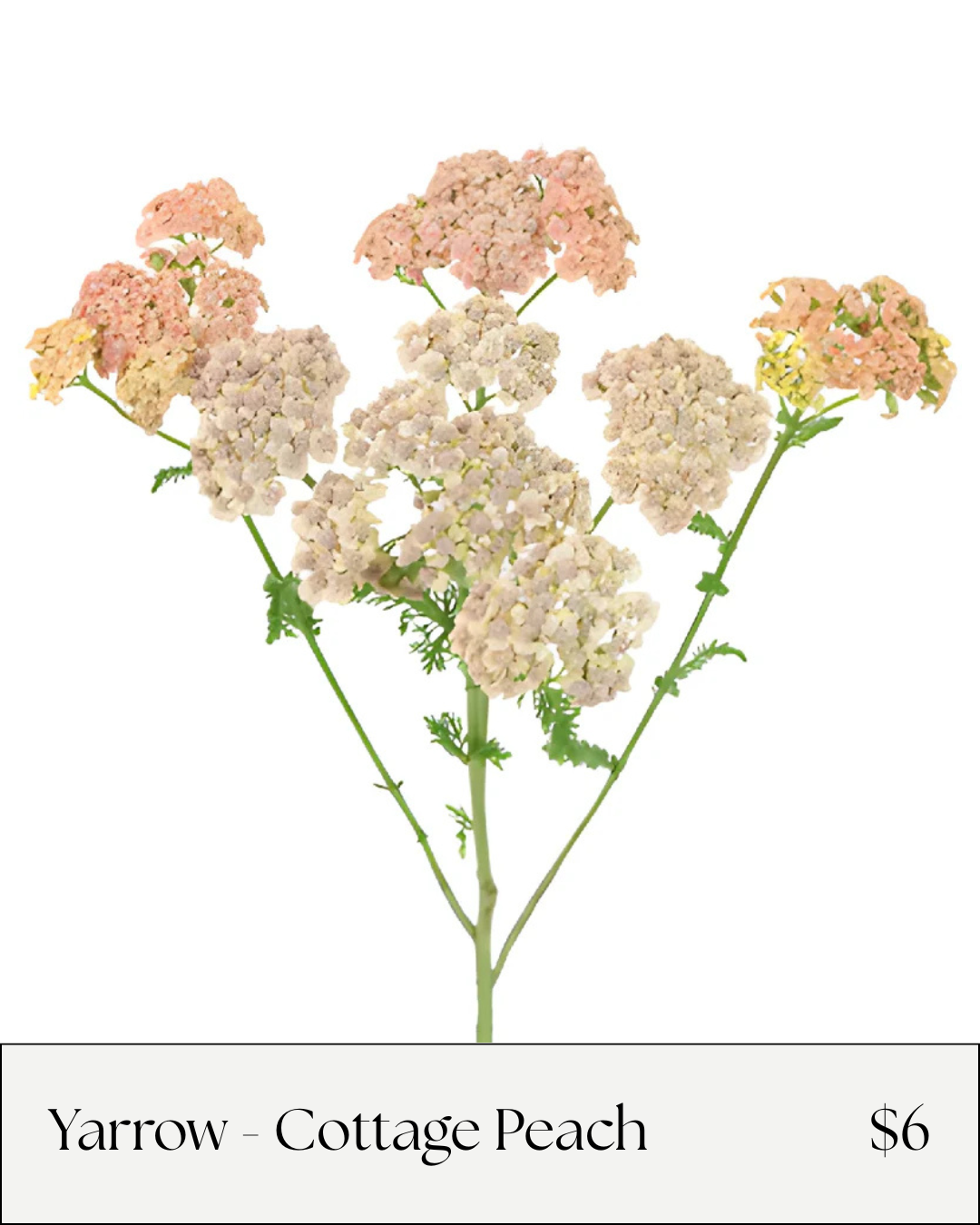 Yarrow Peach.png