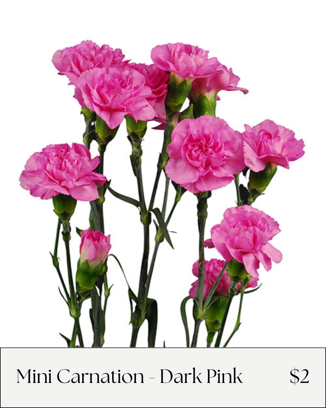 Mini Carnation Dark Pink.png