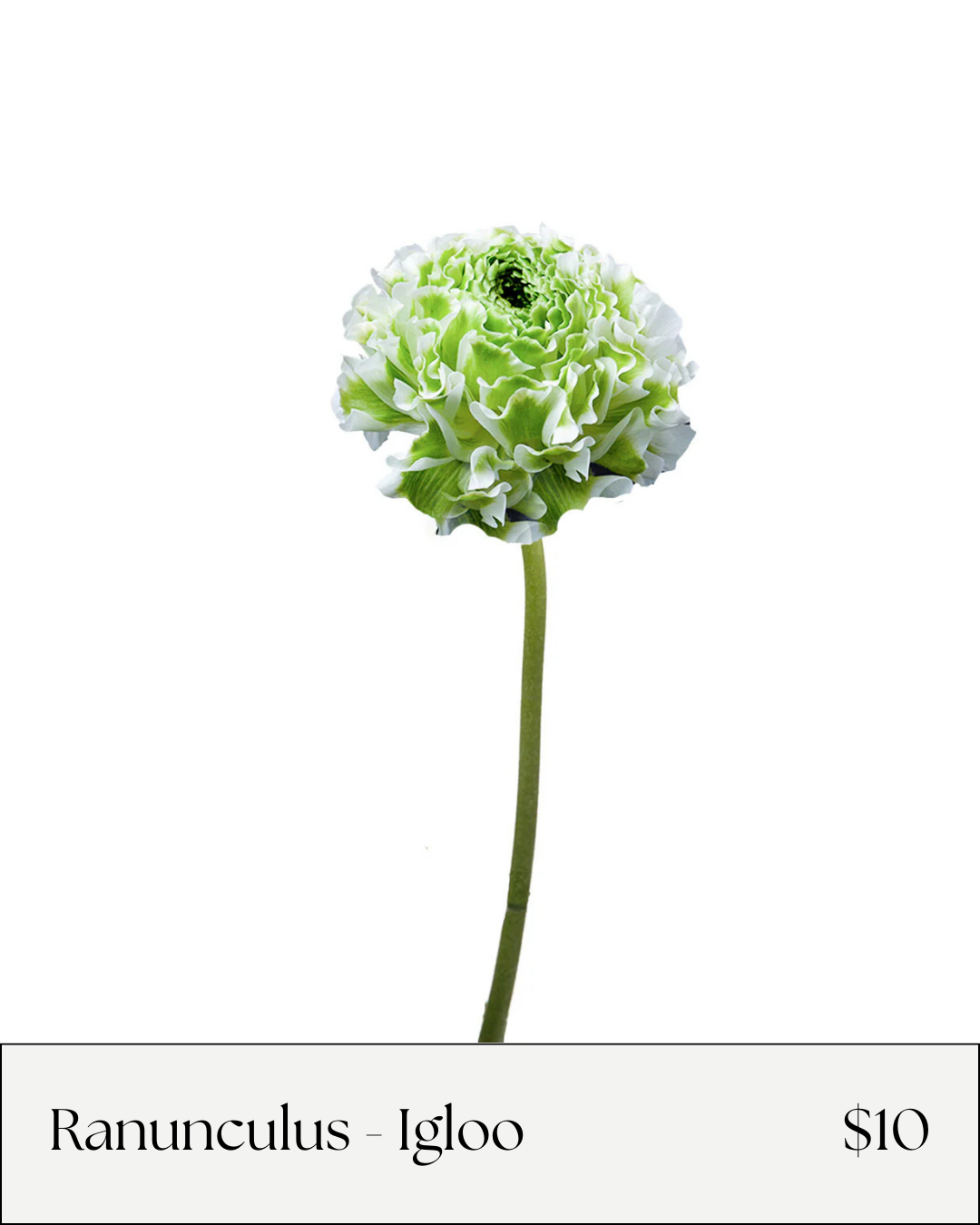 ranunculus igloo.png