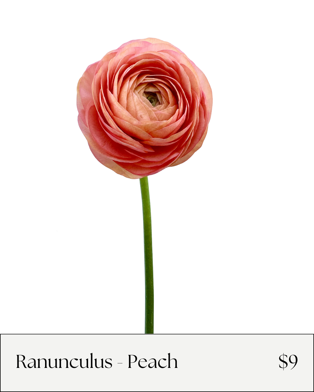 Ranunculus Peach.png