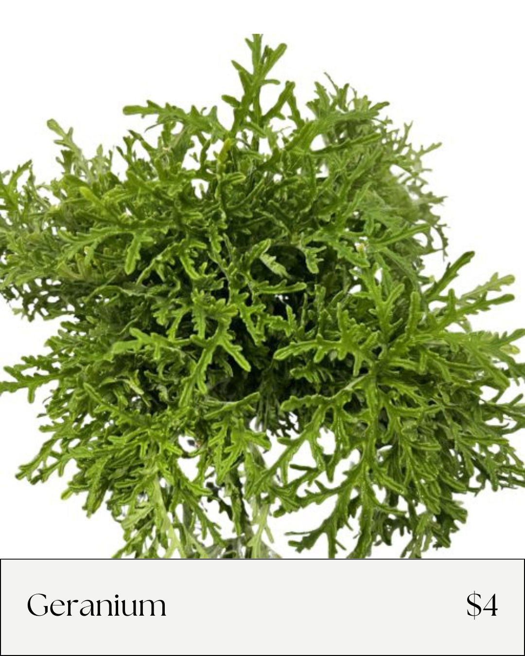 Geranium.png