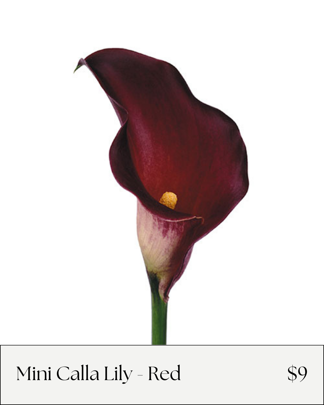 Flower Bar Online Menu - Mini Calla Lily Red.png