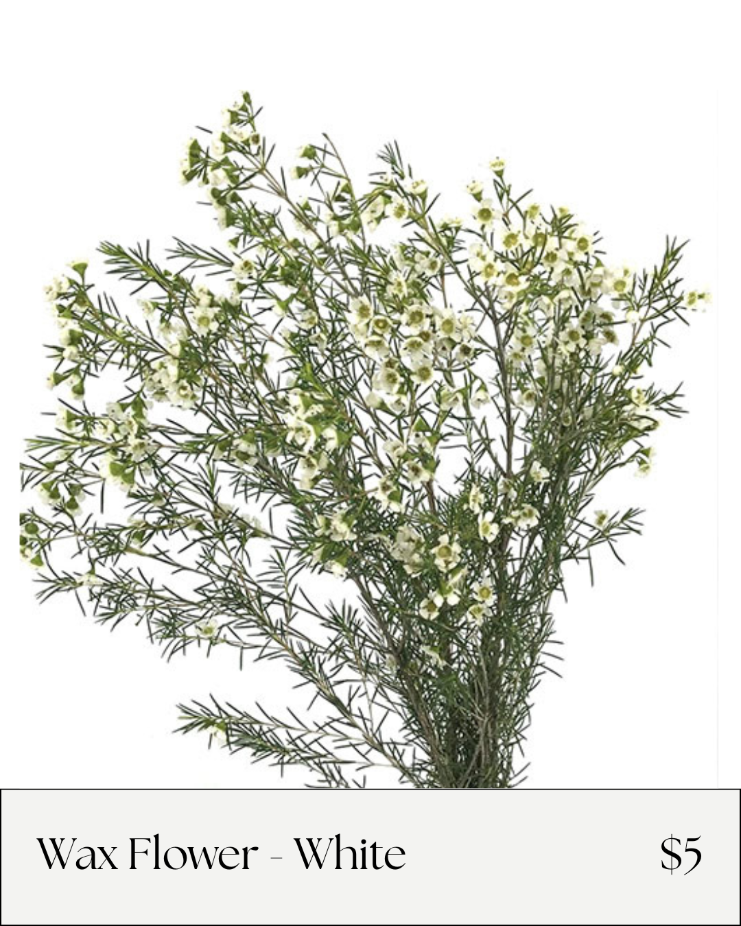 Wax Flower White.png