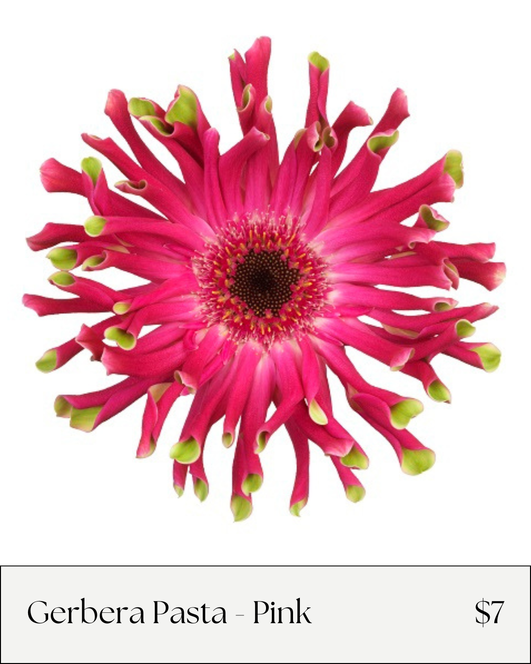 Gerbera Pasta Pink.png