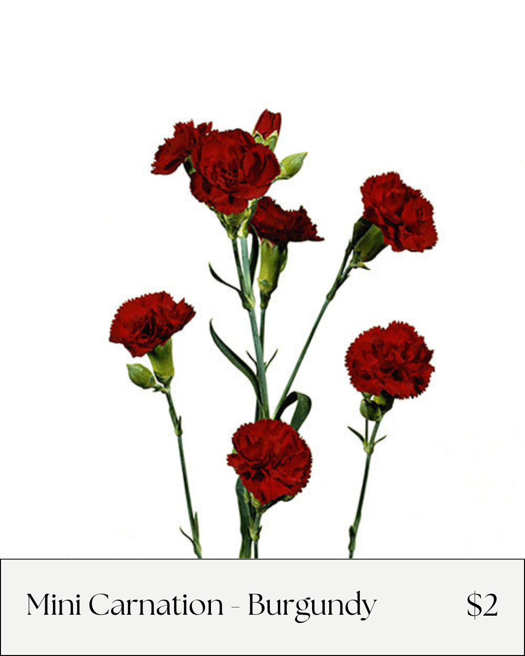 Mini carnation Burgundy.png