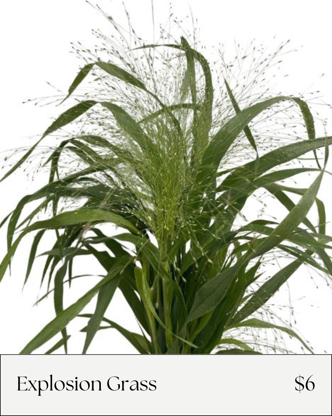 Explosion Grass.png