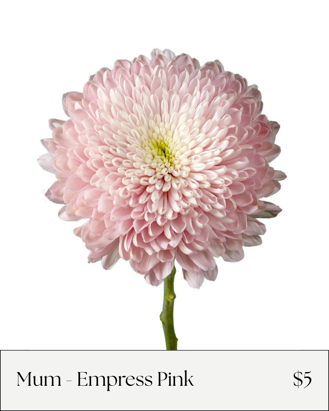 Mum empress pink.png