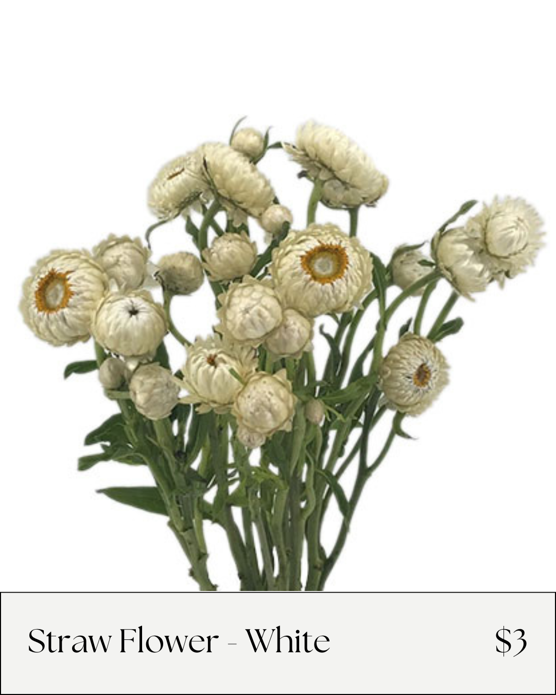 Straw Flower White.png