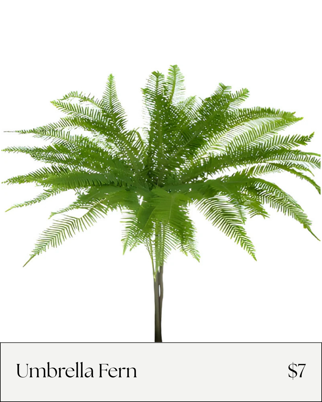 Umbrella fern.png