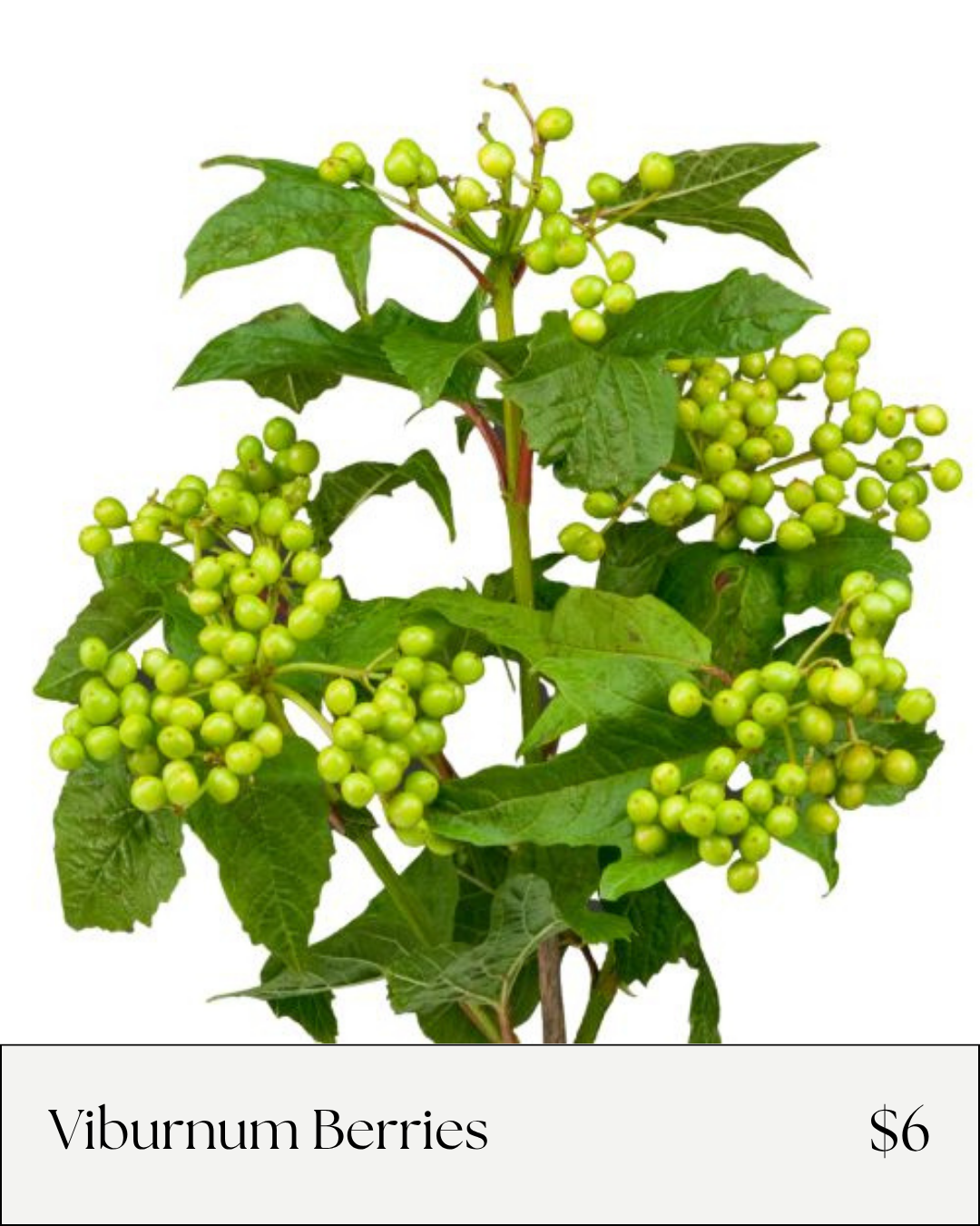 Viburnum Berries.png