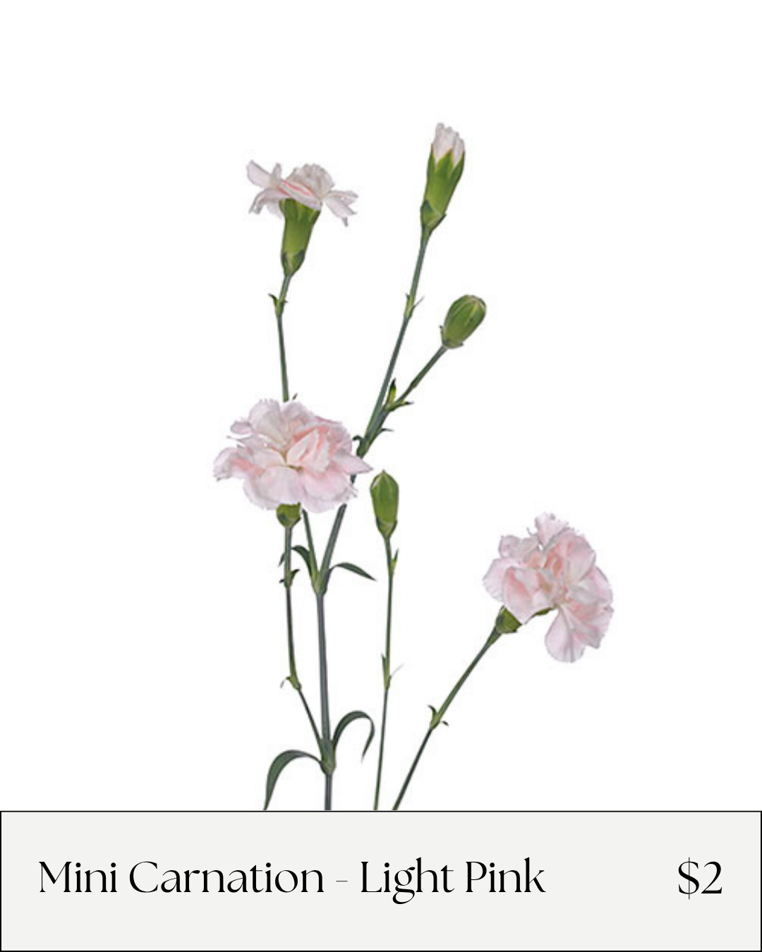 Mini carnation light pink.png