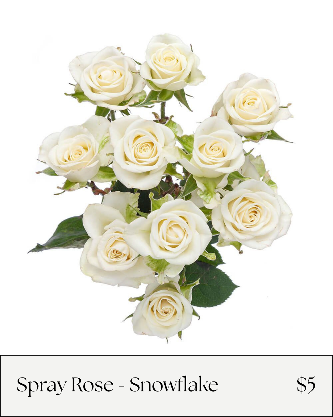 SR Snowflake White.png