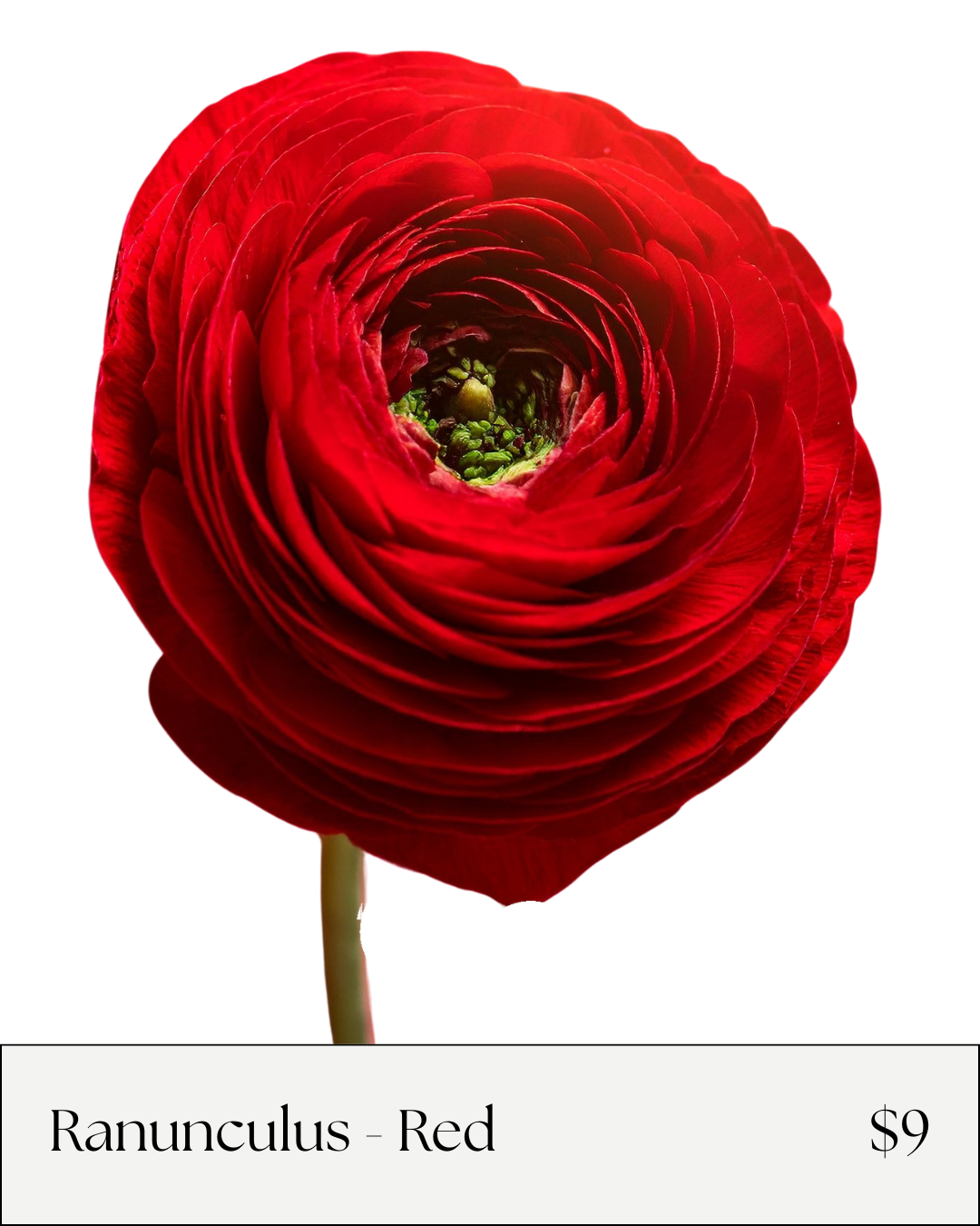 Red Ranunculus.png