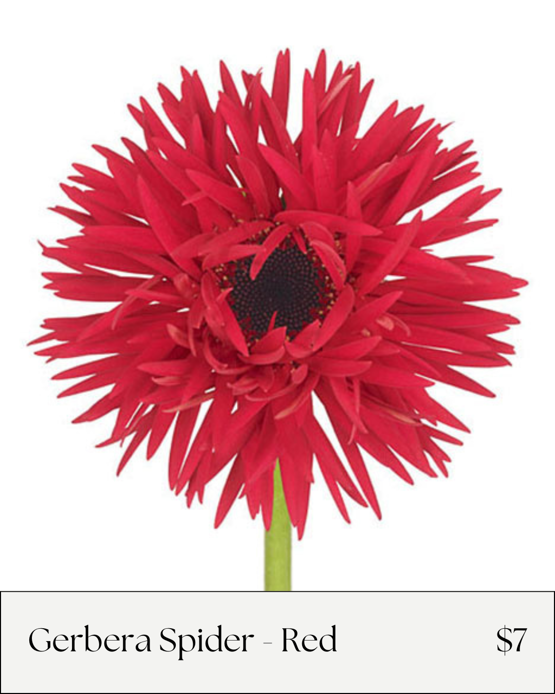 Gerbera Spider.png