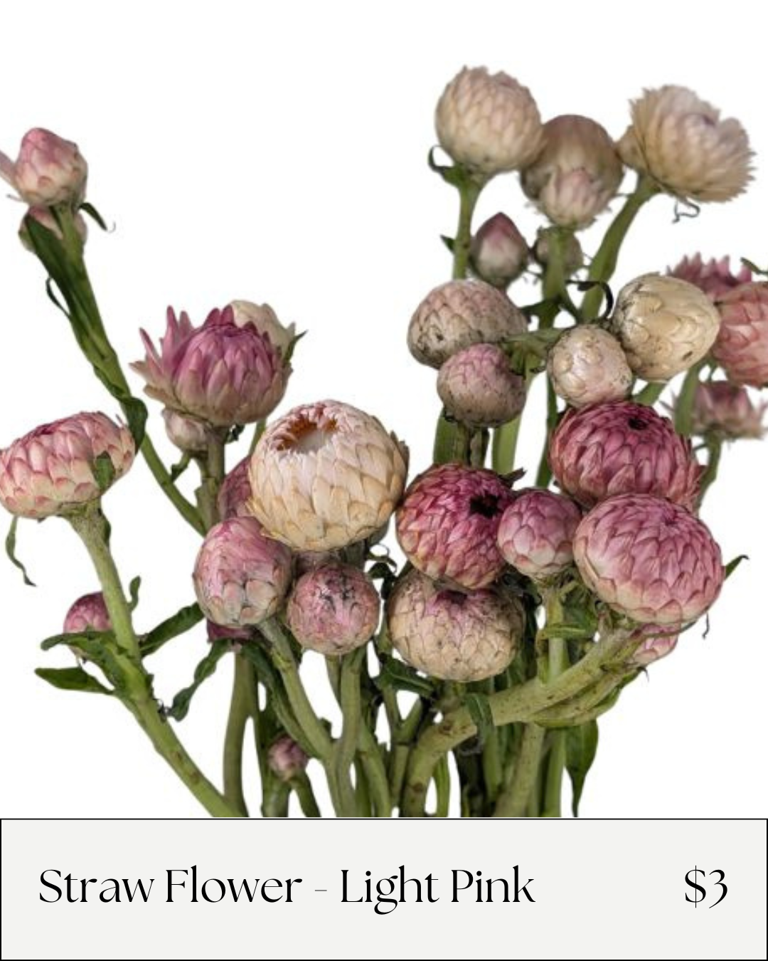Straw Flower Light Pink.png