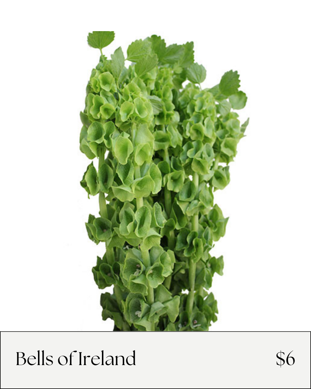 Bells of Ireland.png
