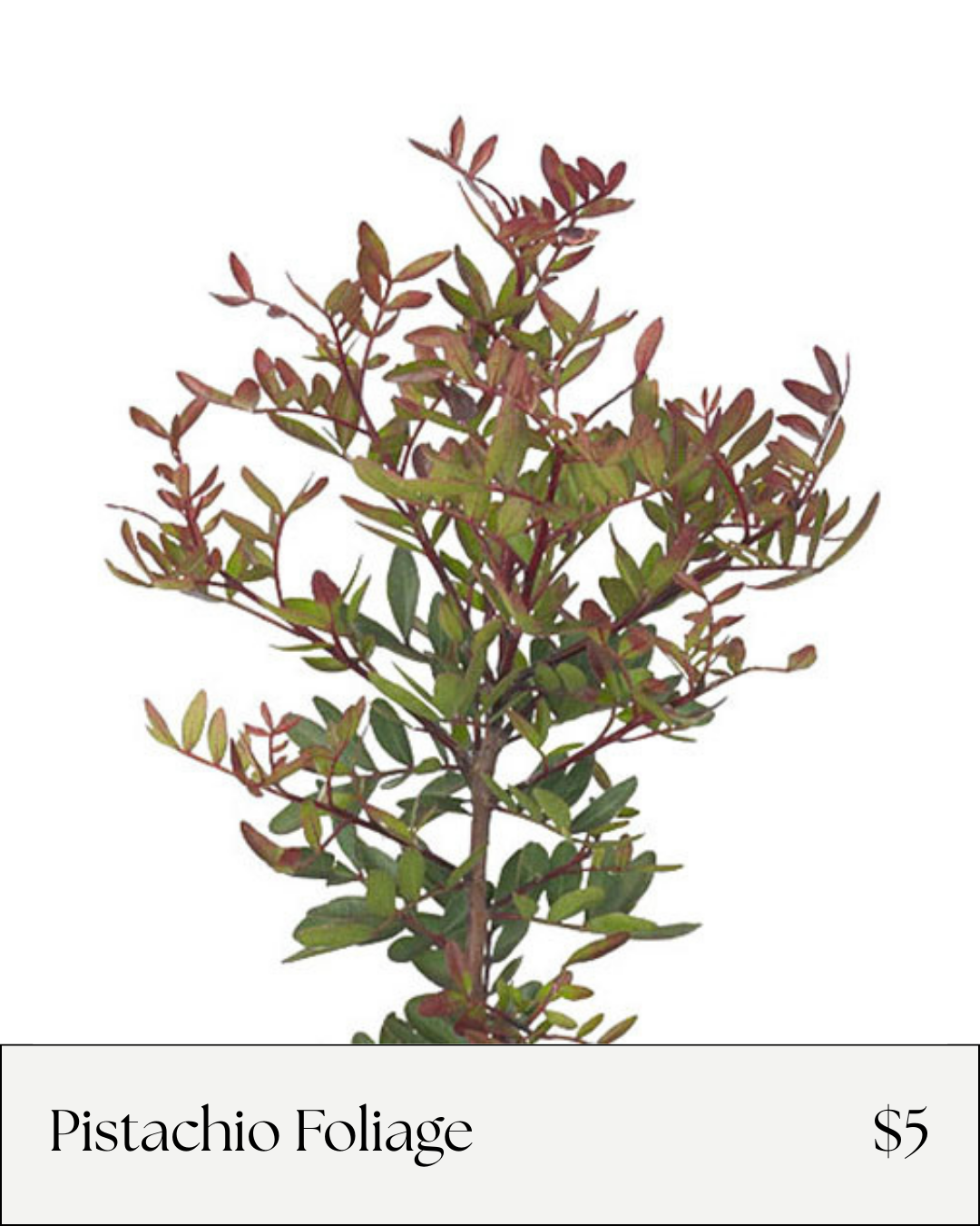 Pistachio Foliage.png