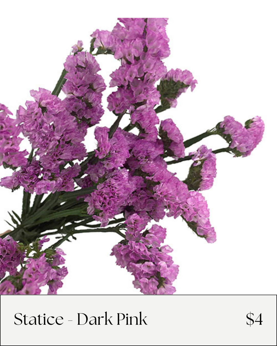 Statice Dark Pink.png