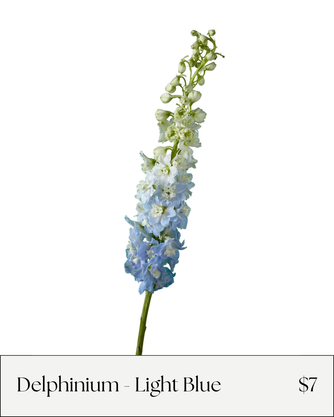 Delphinium.png
