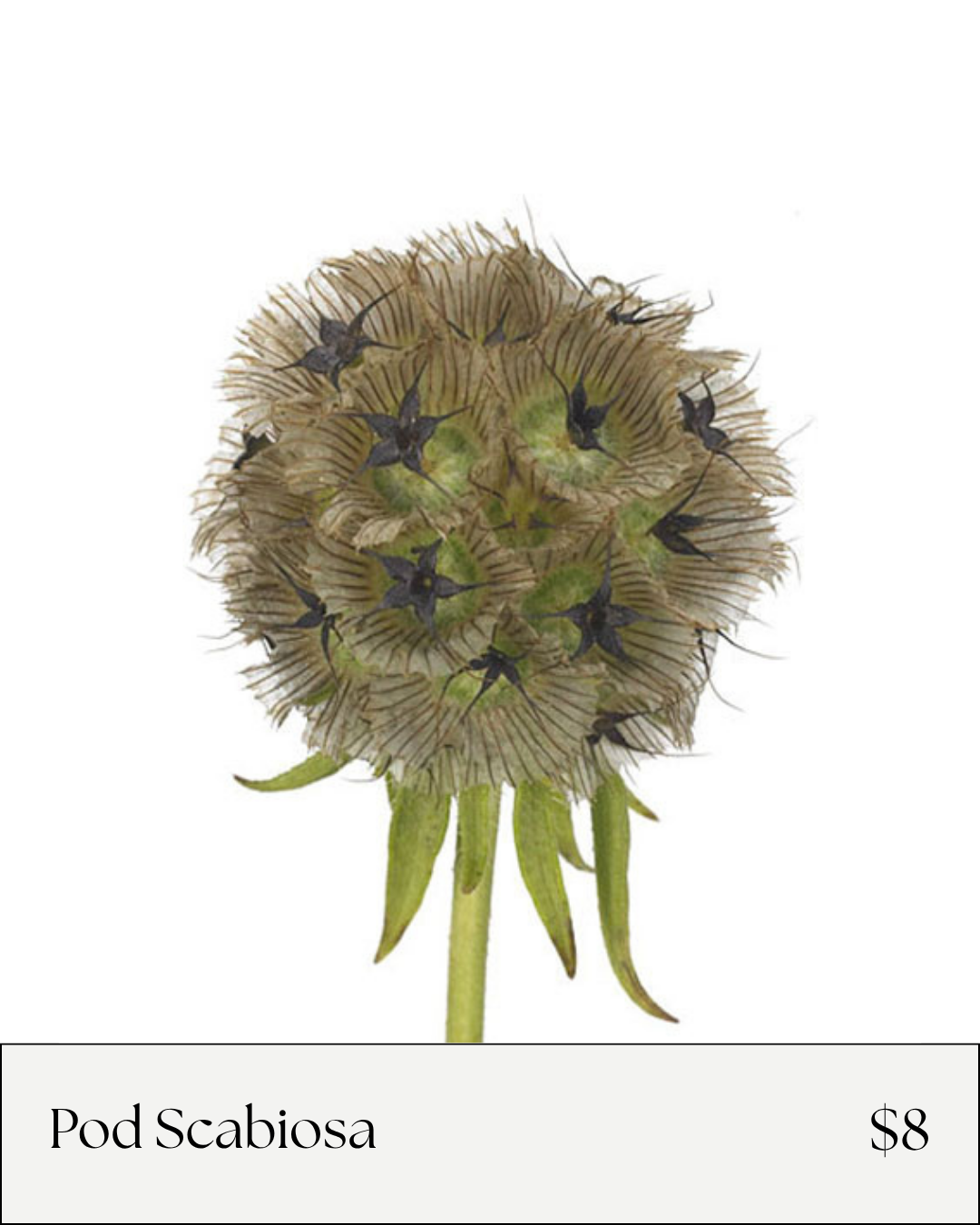 Pod Scabiosa.png