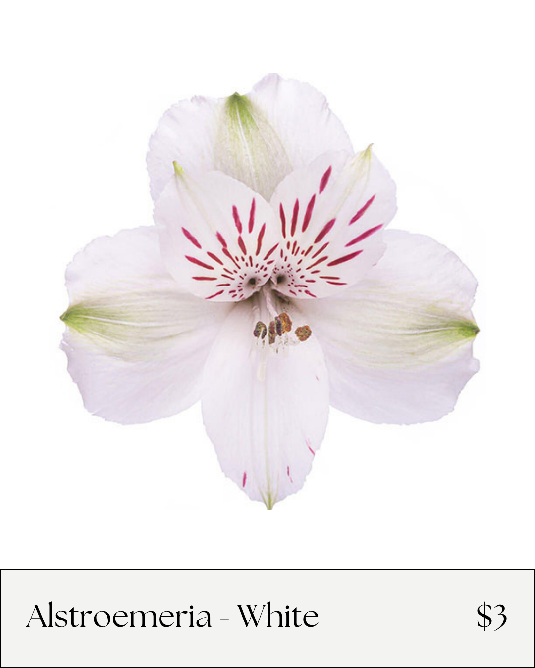 Alstro White.png