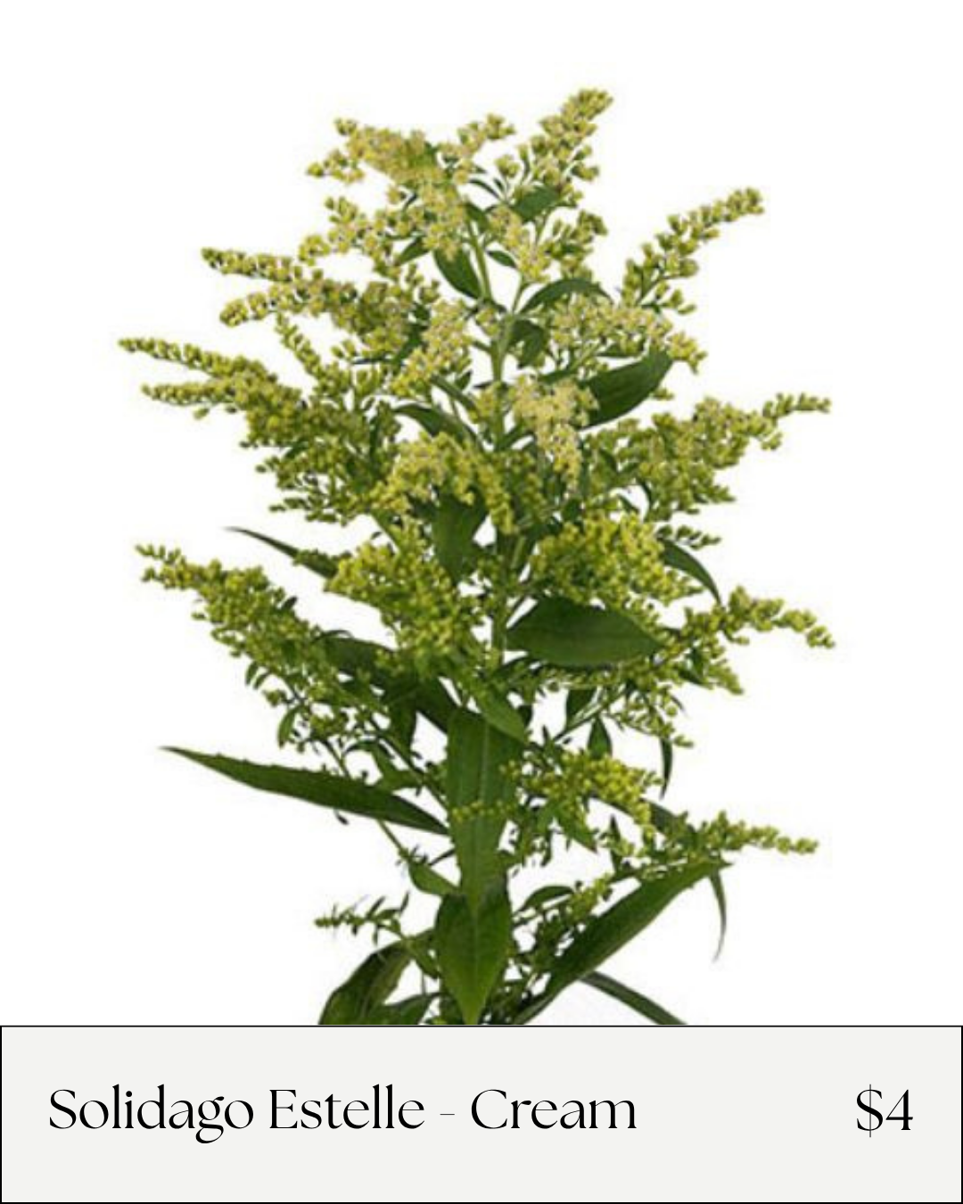 Solidago Cream.png