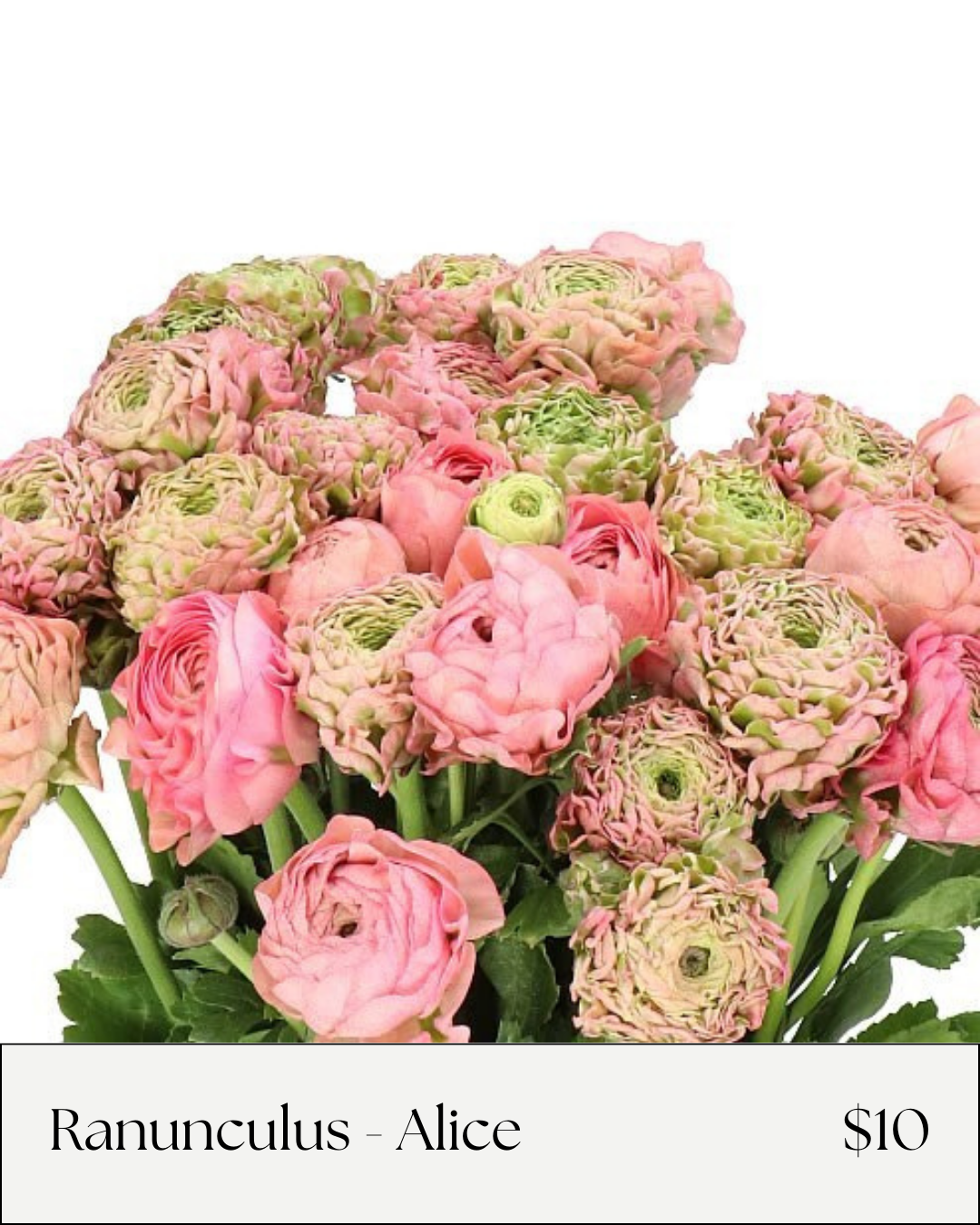 ranunculus alice.png