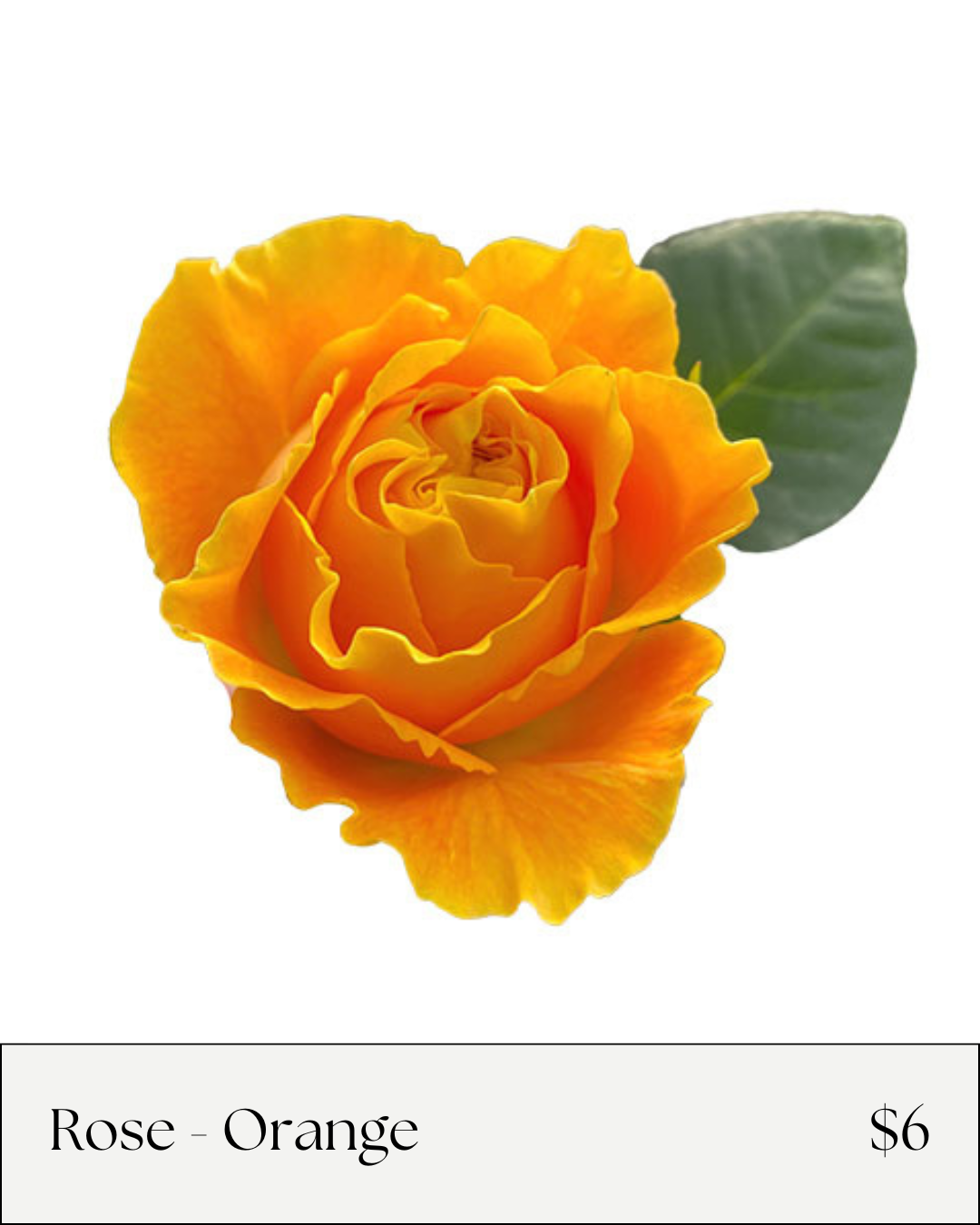Rose Orange.png