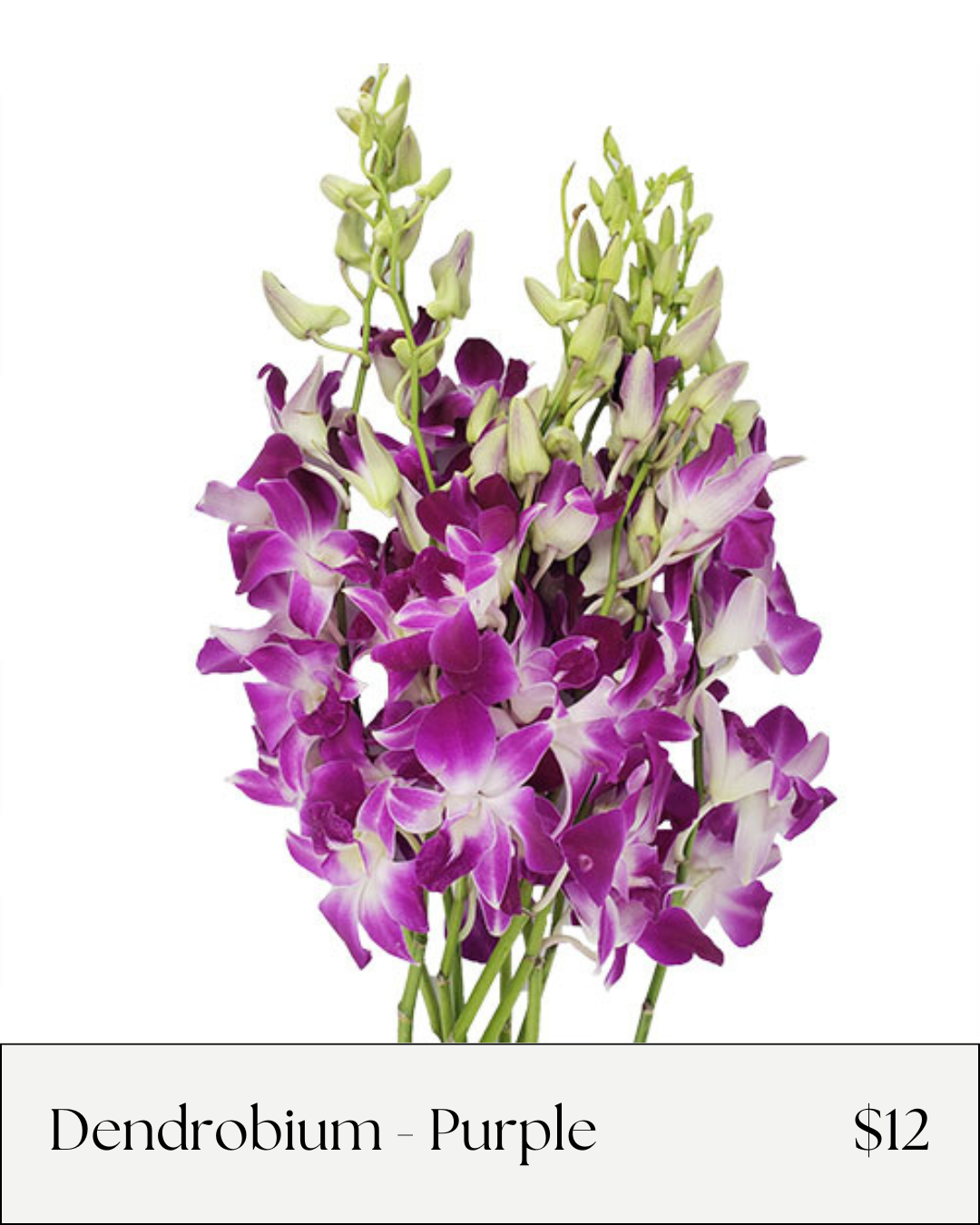 Dendro Purple.png
