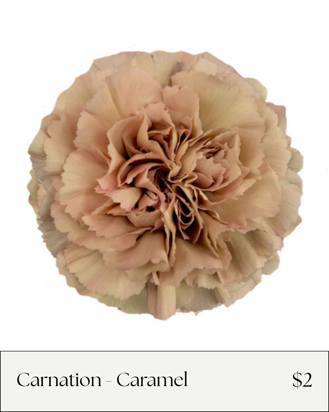 Carnation Caramel Antique.png