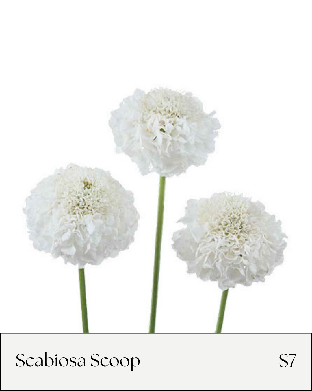 Scabiosa Scoop White.png