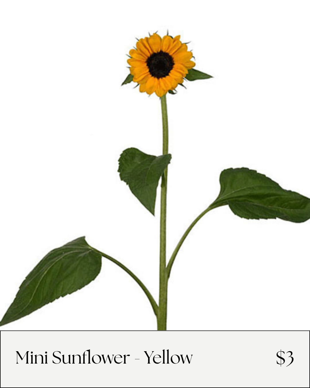 Sunflower Mini Yellow.png