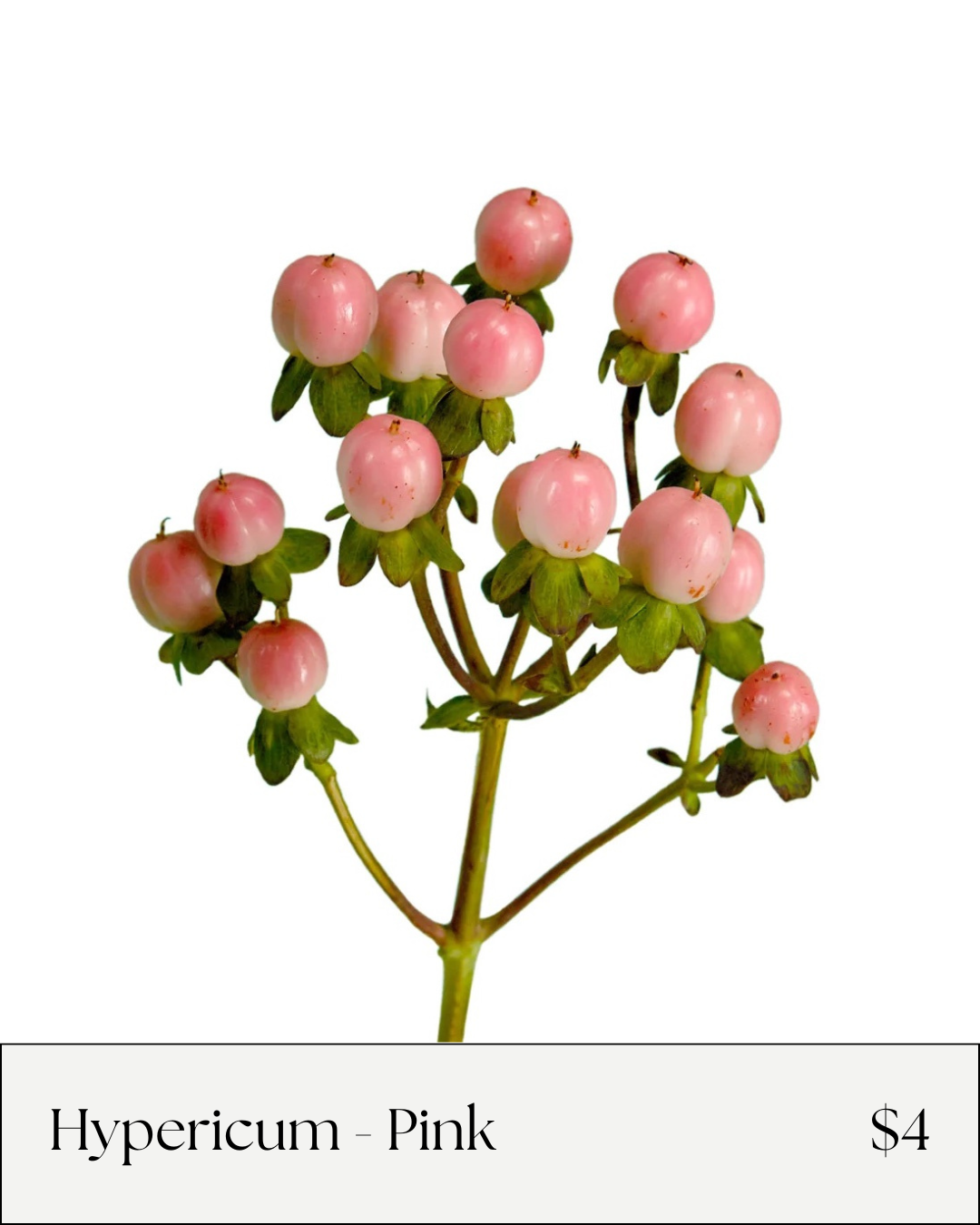 Hypericum Pink.png