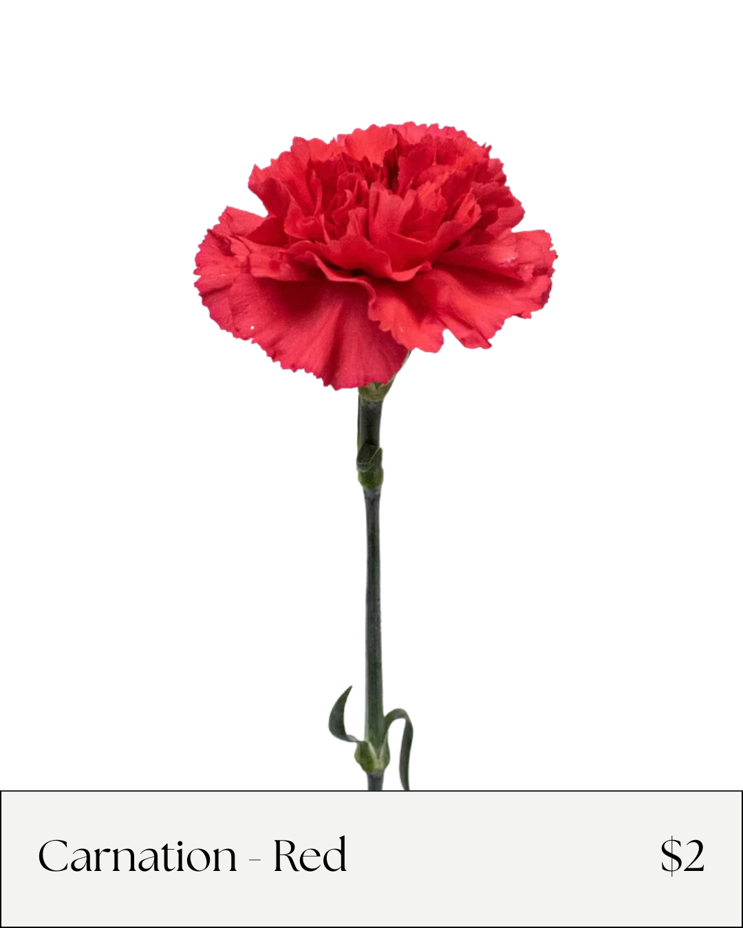 Red Carnation.png