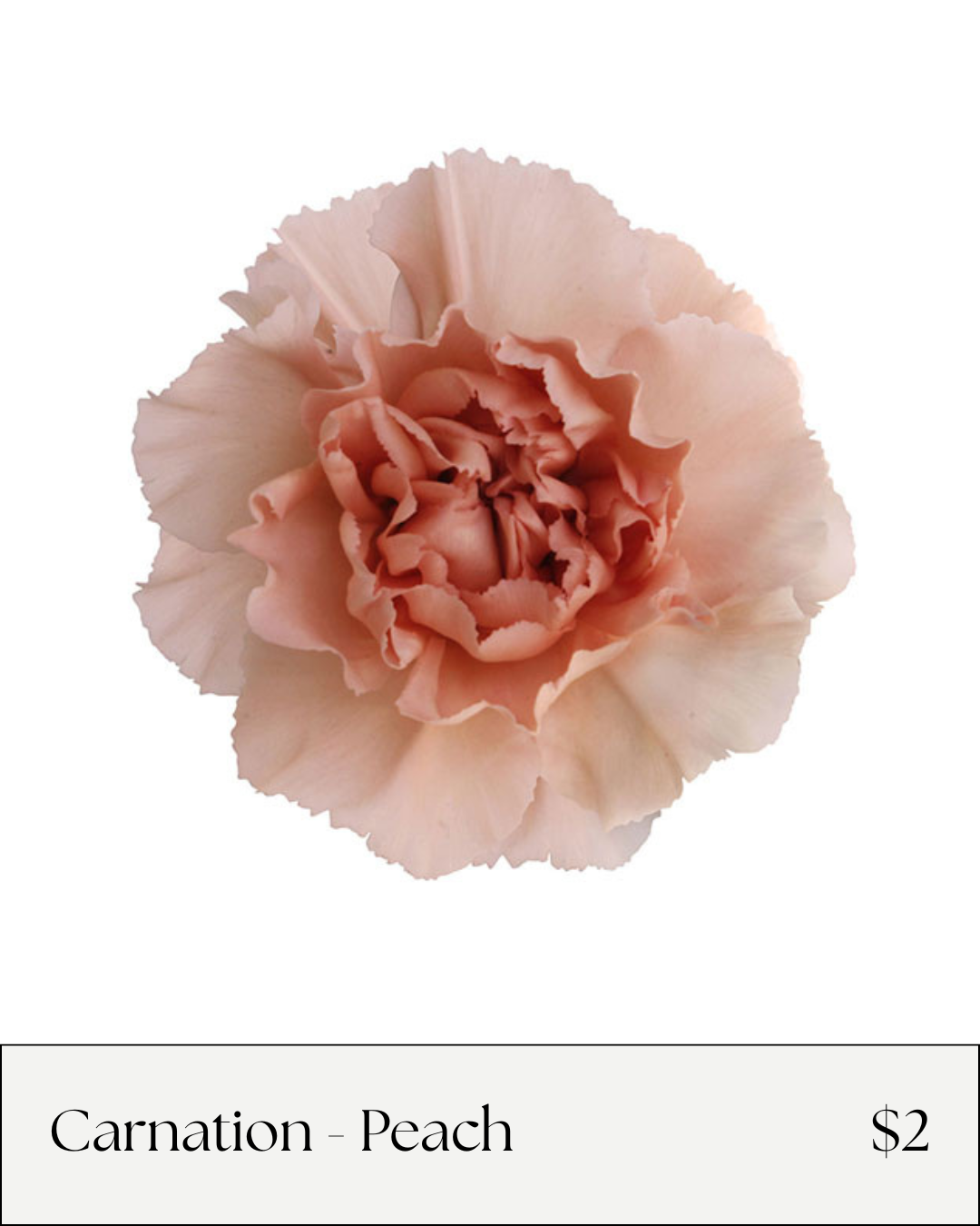 Carnation Peach.png